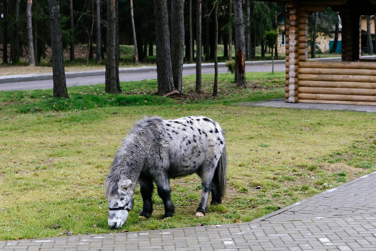 Baza Otdykha Chaika Hotell Zhodzina Eksteriør bilde
